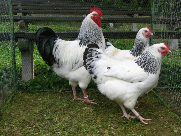 Prodám Sussex kuřice