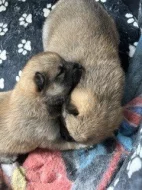 Štěňata Shiba Inu
