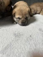 Štěňata Shiba Inu