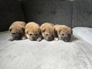 Štěňata Shiba Inu