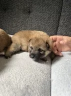 Štěňata Shiba Inu