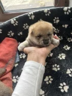 Štěňata Shiba Inu