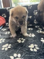 Štěňata Shiba Inu