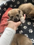 Štěňata Shiba Inu