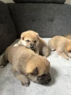 Štěňata Shiba Inu