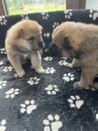 Štěňata Shiba Inu