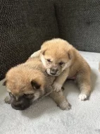 Štěňata Shiba Inu