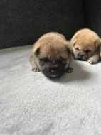 Štěňata Shiba Inu