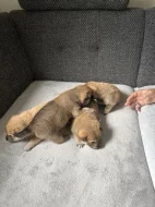 Štěňata Shiba Inu