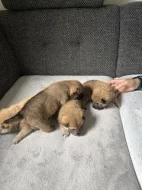 Štěňata Shiba Inu