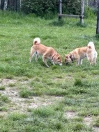 Štěňata Shiba Inu