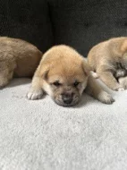 Štěňata Shiba Inu