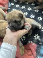 Štěňata Shiba Inu