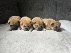 Štěňata Shiba Inu