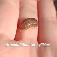 Exotické isopoda