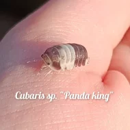 Exotické isopoda