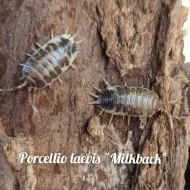 Exotické isopoda