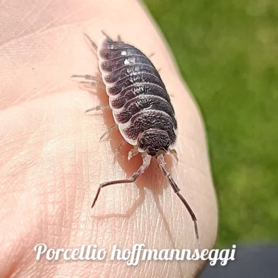 Exotické isopoda