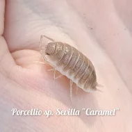 Exotické isopoda