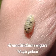 Exotické isopoda