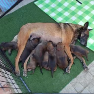 Belgicky ovčák malinois