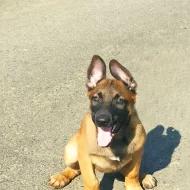 Belgicky ovčák malinois
