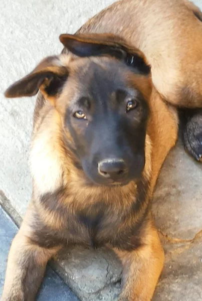 Belgicky ovčák malinois
