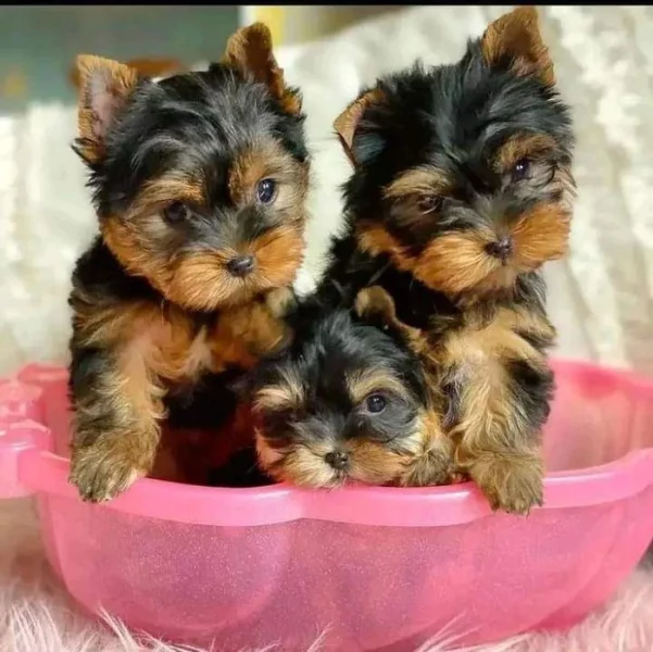 Yorkshire teriér s PP fci