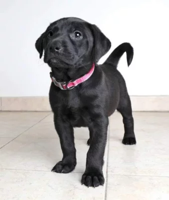 Labradorský retriever