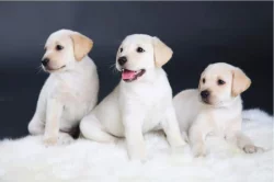Labradorský retriever