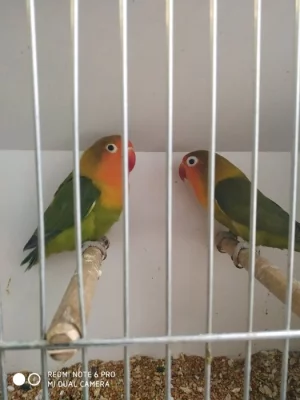 agapornis fischeri