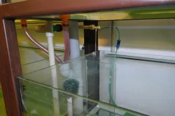 Odchovna (pěstírna) akvarijních ryb