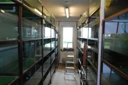 Odchovna (pěstírna) akvarijních ryb