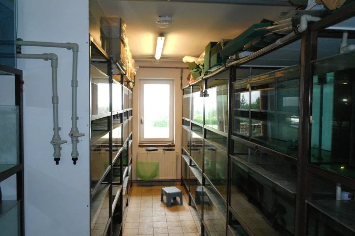 Odchovna (pěstírna) akvarijních ryb