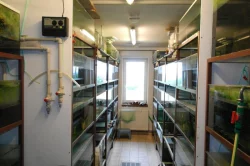 Odchovna (pěstírna) akvarijních ryb