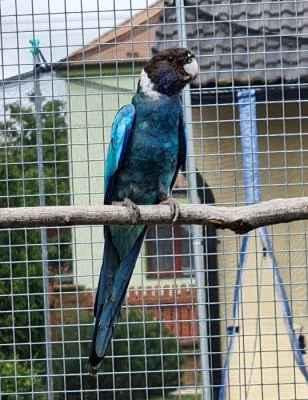 Barnard límcový a
