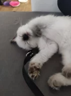 Ragdoll kocourek s PP