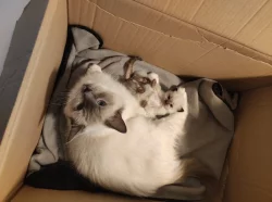 Ragdoll kocourek s PP