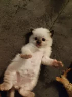 Ragdoll kocourek s PP