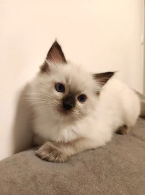 Ragdoll kocourek s PP