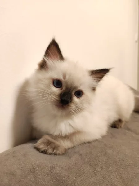 Ragdoll kocourek s PP