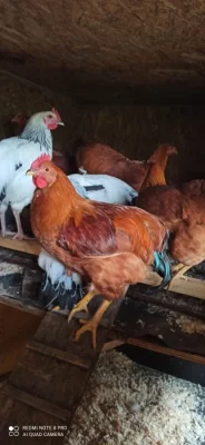Kohouti výměna , koupě