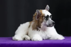 Čínský chocholatý pes