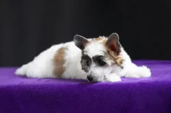 Čínský chocholatý pes