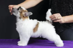 Čínský chocholatý pes