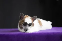 Čínský chocholatý pes