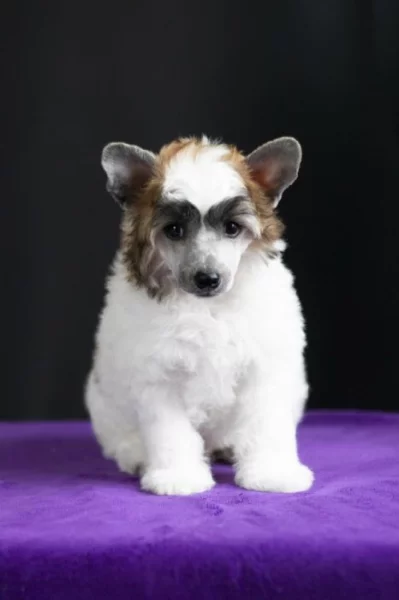 Čínský chocholatý pes