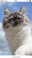 Britská kotatka