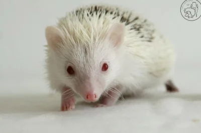 Samička afrického pygmy ježka s PP