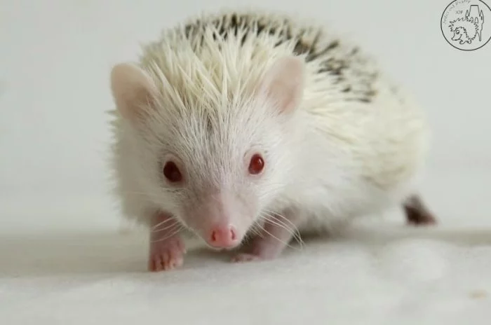 Samička afrického pygmy ježka s PP